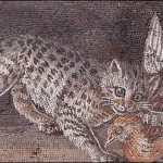 Cat on the Roman mosaic