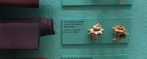 Odcienie purpury osiągnięte z różnych rodzajów ślimaków morskich