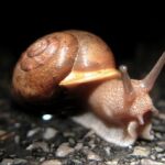 Snails fattened with milk - Roman delicacy