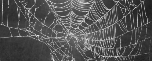 Spider's web