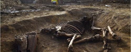 Intact horse skeleton from time of Romans was discovered