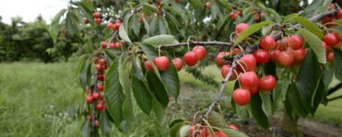 Roman coins were discovered in the orchard