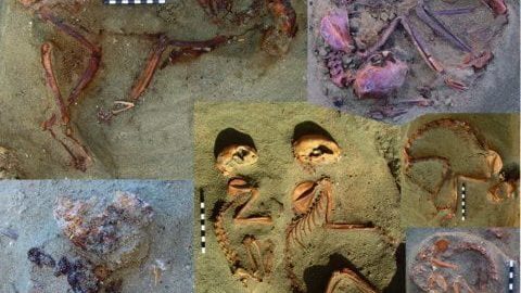 Bodies of cats, approximately 2,000 years old, have been discovered