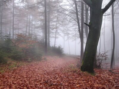 Teutoburg Forest in fog and rain