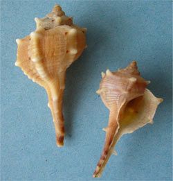 Two shells Bolinus brandaris