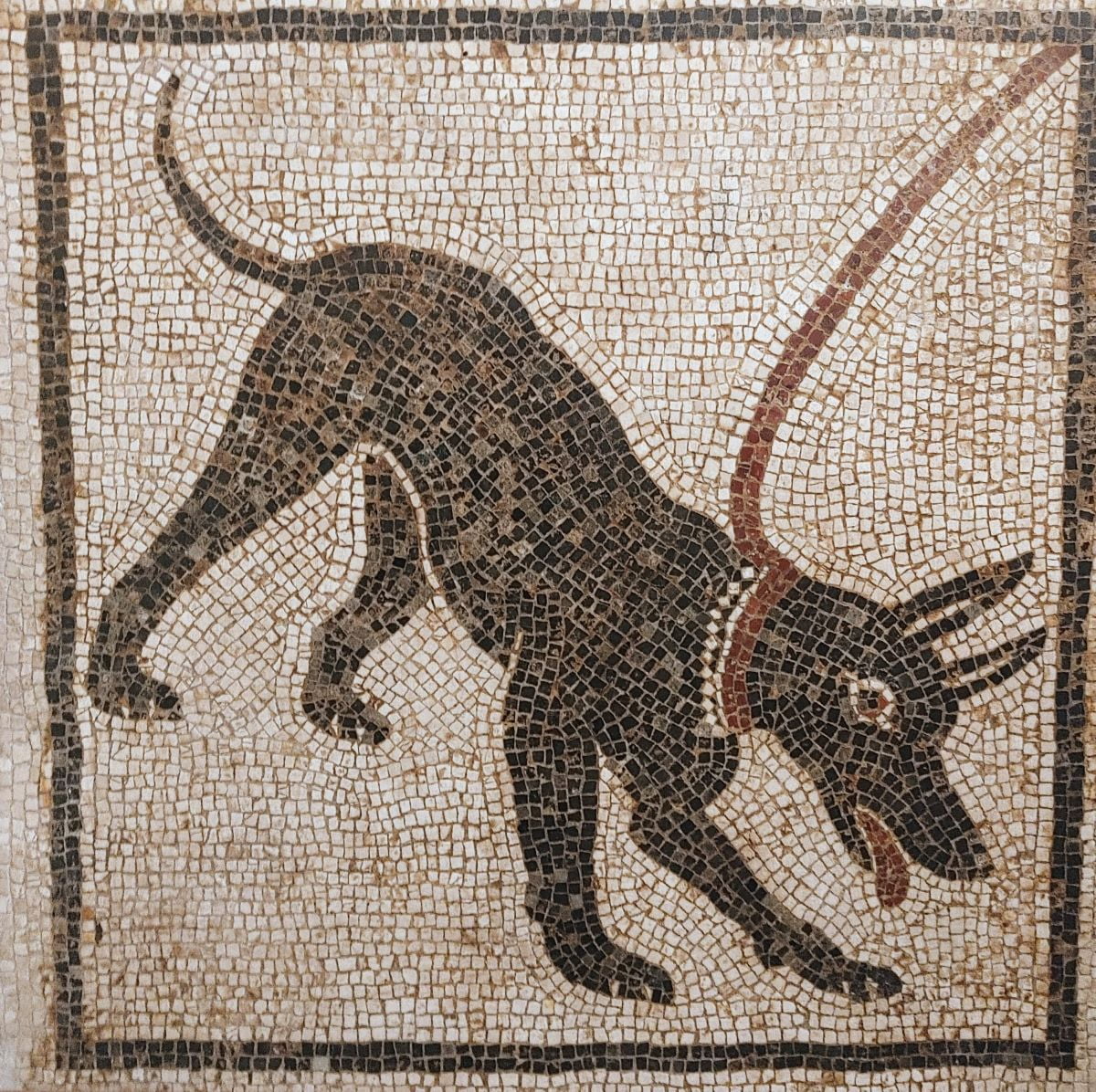 Roman Military Dogs