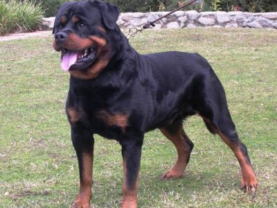 Rottweiler