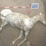 First horse remains were discovered in Pompeii