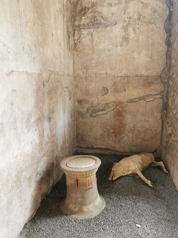 A copy of a pig's body cast at the discovery site, in Boscoreale