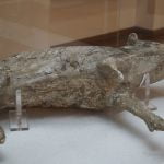 A cast of a pig's body in a museum