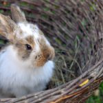 The remains of a rabbit from a Roman villa were examined again