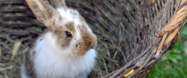 The remains of a rabbit from a Roman villa were examined again