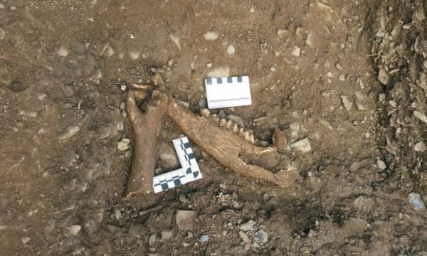 Pozostałości po zwierzętach, zabitych w rzeźni