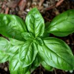 Basil - the spice of the Greeks and Romans