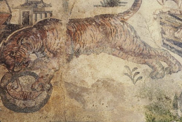 The tigress sees her young in the mirror