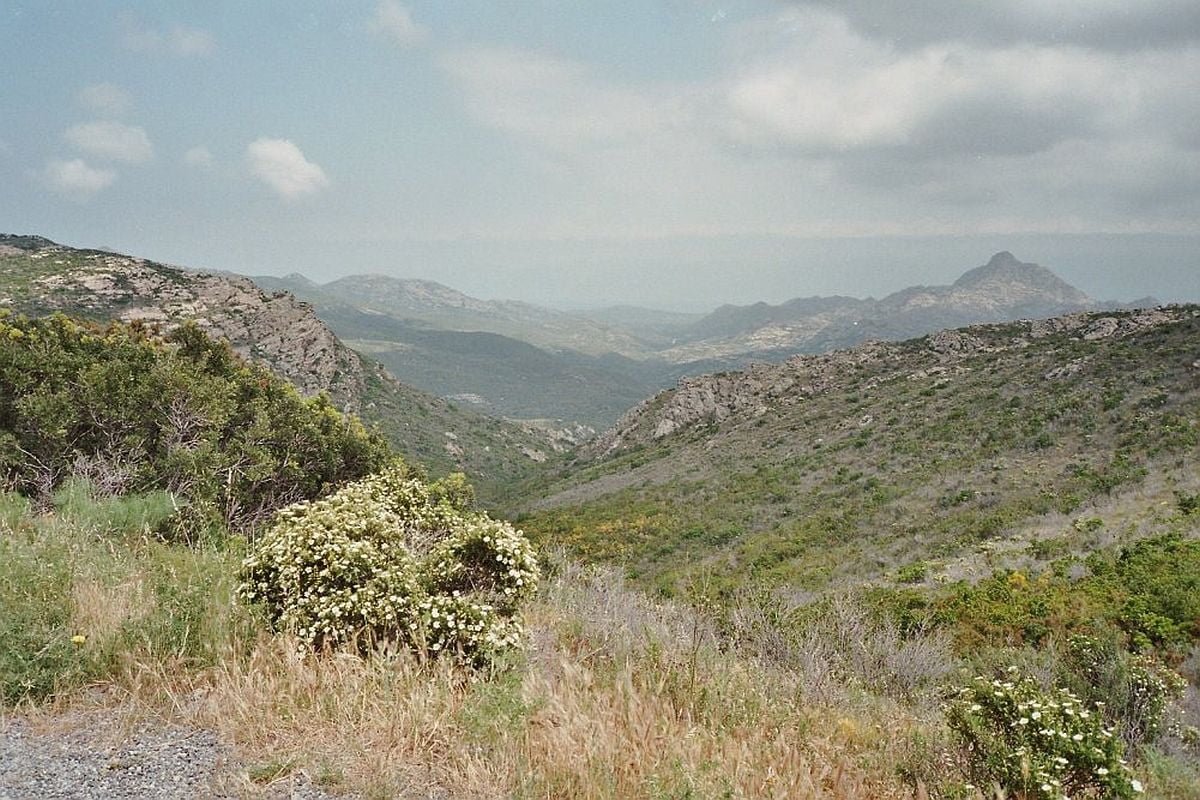 Makia in Corsica