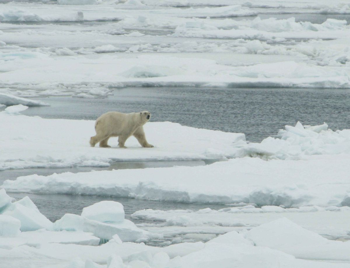 polar-bears-in-ancient-rome-imperium-romanum