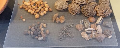 Roman snacks discovered under Colosseum
