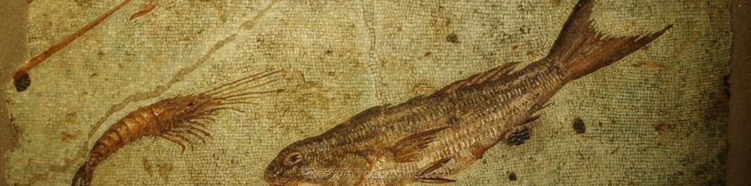 Marine life on Roman mosaic