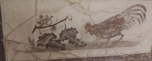 Roman fresco showing rooster pecking grapes