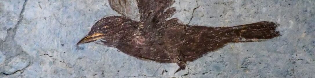 Roman fresco showing flying bird