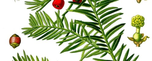 Common yew