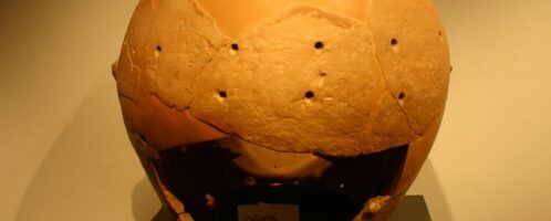 Glirarium – a container for dormouse