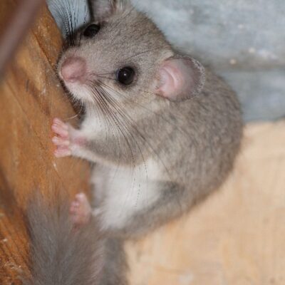 Popielica (Glis glis)